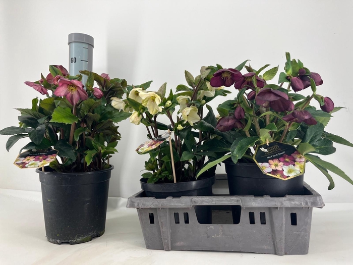 <h4>HELL HGC ICE N R GEM</h4>