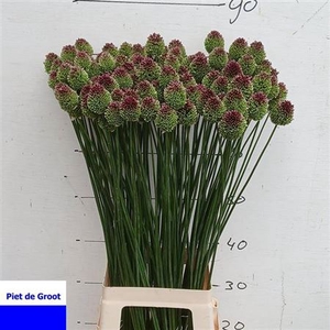 Allium Sphaerocephal
