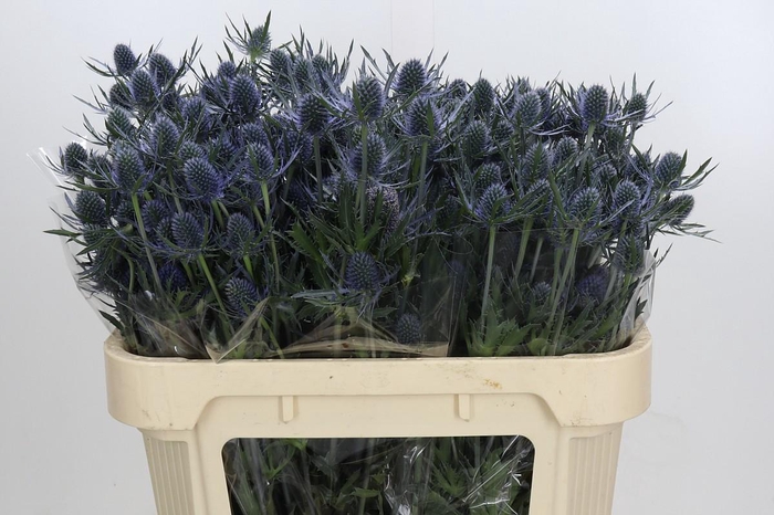<h4>Eryngium Blue Dynamite</h4>