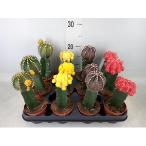 Gymnocalycium mihanov.   ...