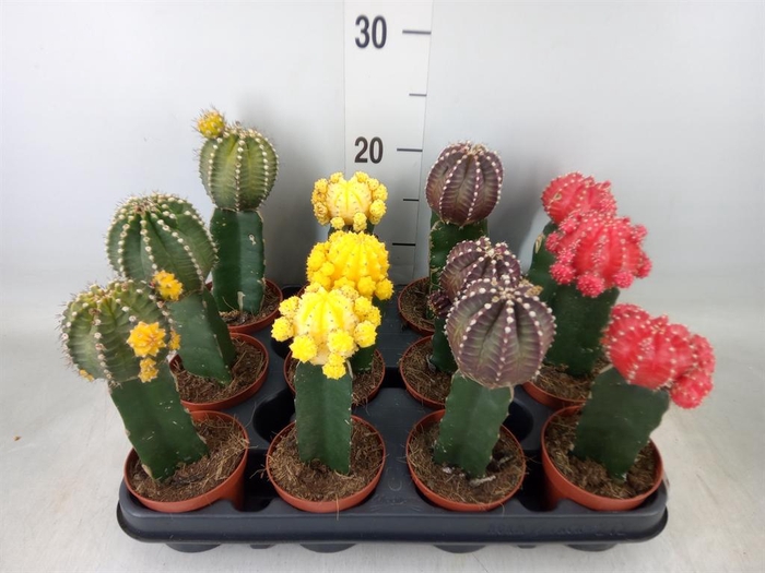 <h4>Gymnocalycium mihanov.   ...</h4>