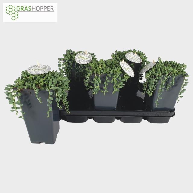 <h4>SENEC HERREIANUS</h4>