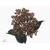 Viburnum Tinus Red Spirit