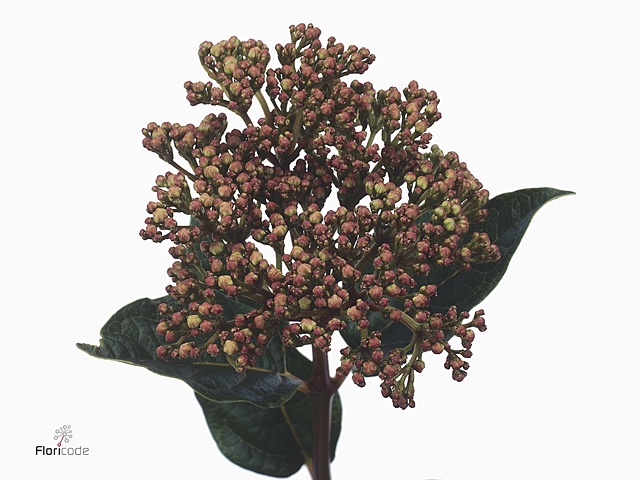 Viburnum Tinus Red Spirit