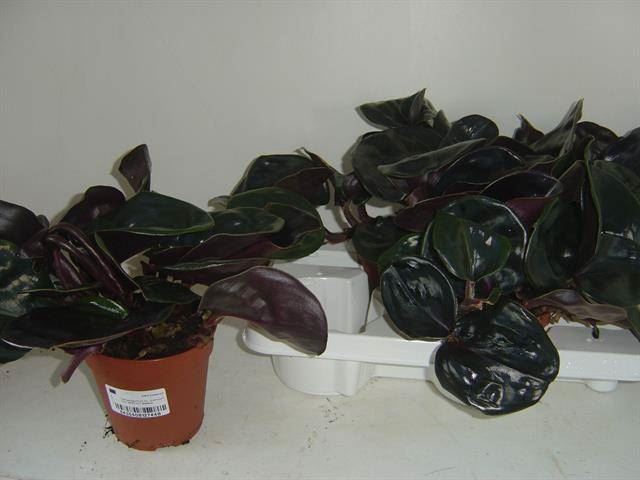 <h4>Geogenanthus cil. 'Midnight Pearl'</h4>