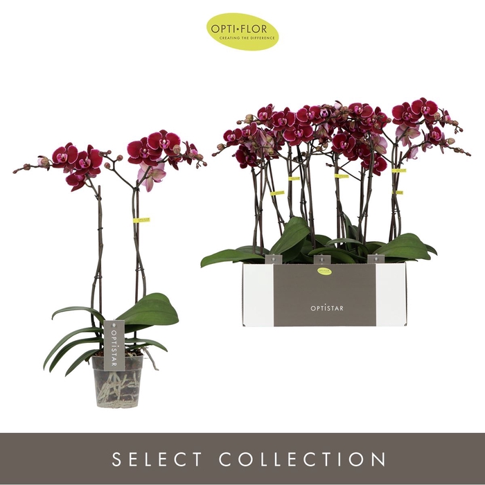 <h4>Phalaenopsis overig rood (meerdere</h4>