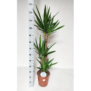 YUCCA