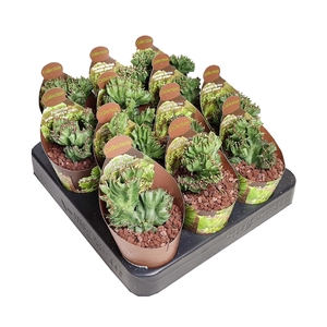 EUPHORBIA LACTEA CRESTATA GREEN - POT Ø 6,5 - COLLECTION WITH POTCOVER (SUCCULENTEN)