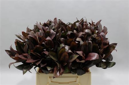 <h4>Cordyline Compacta Black 45 Cm</h4>