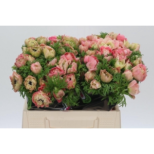 Anemone Levante Pink