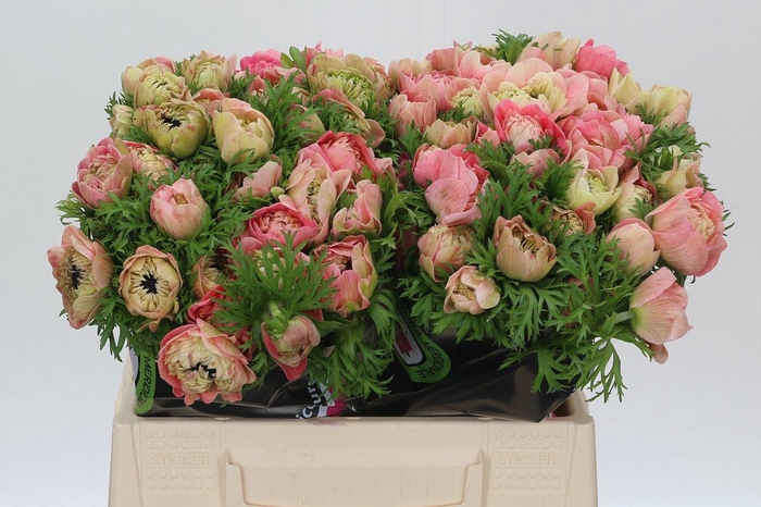 Anemone Levante Pink