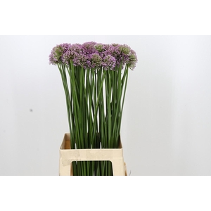 Allium Senescens