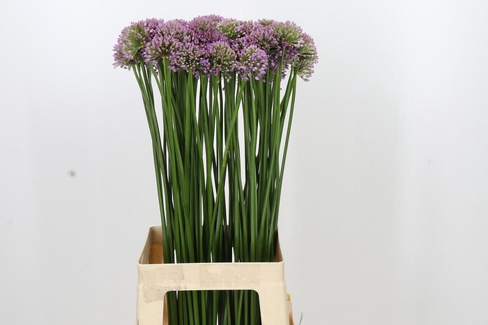 <h4>Allium Senescens</h4>