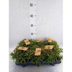 Rhipsalis burchellii