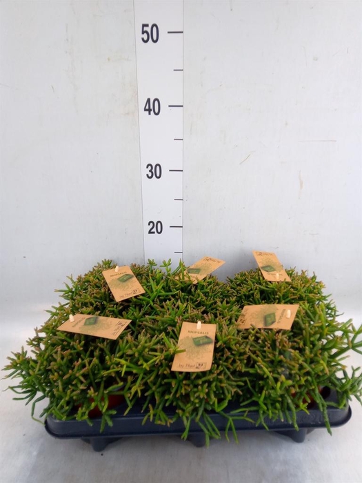 <h4>Rhipsalis burchellii</h4>