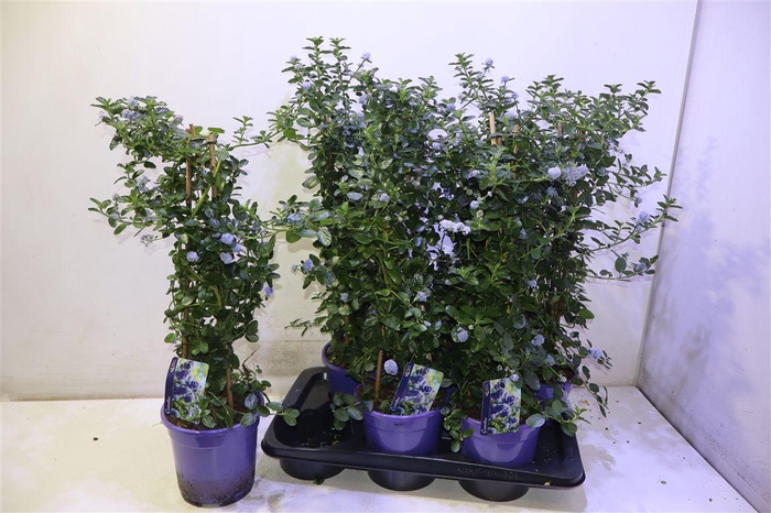 <h4>arr8 Cean Th Repens</h4>