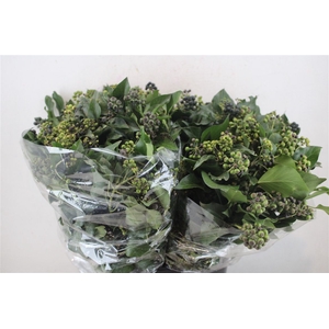 Hedera Berry 200gr P Bunch