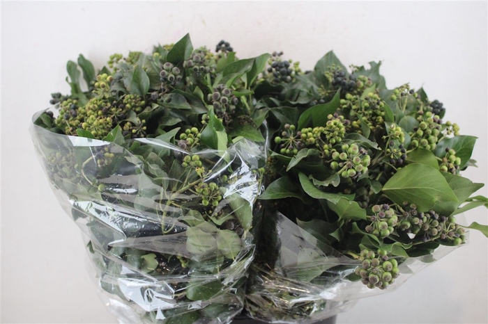 <h4>Hedera Berry 200gr P Bunch</h4>