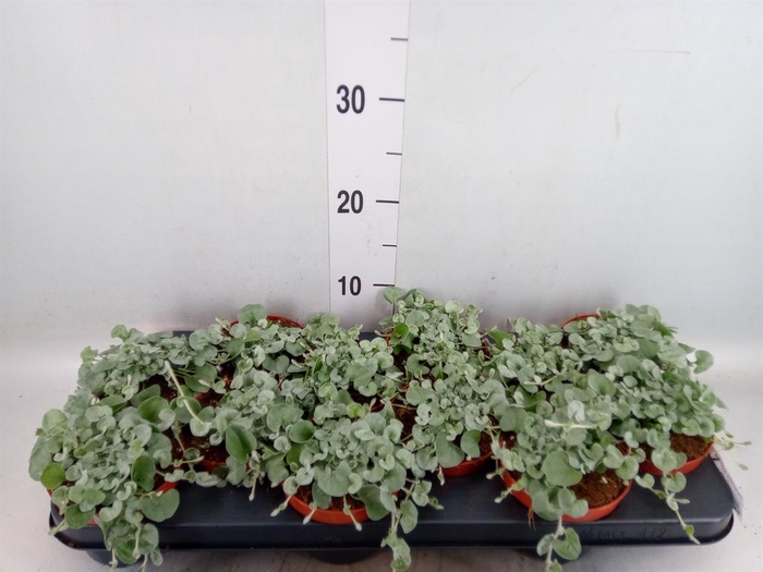 <h4>Dichondra argentea 'Silver Falls'</h4>