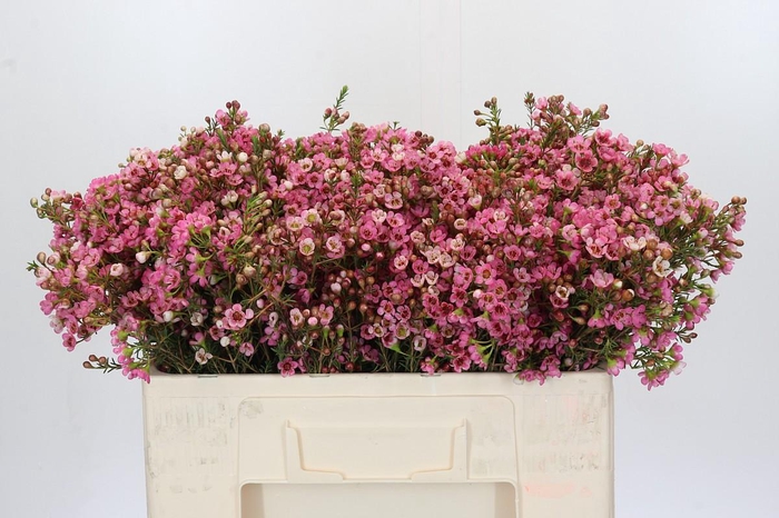 <h4>Chamelaucium Sarah's Delight</h4>