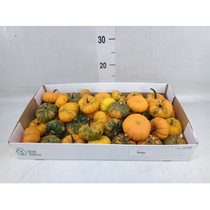 Cucurbita pepo 'Jack be Little'