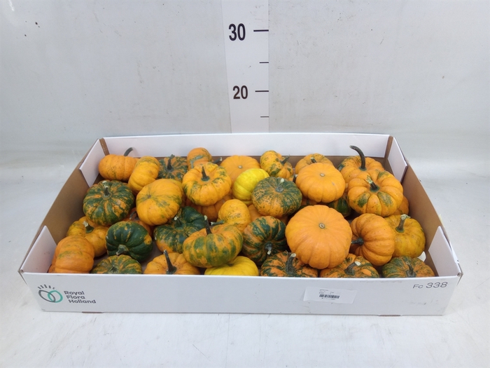 <h4>Cucurbita pepo 'Jack be Little'</h4>