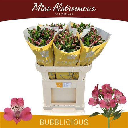<h4>Alstroemeria Bubblicious</h4>