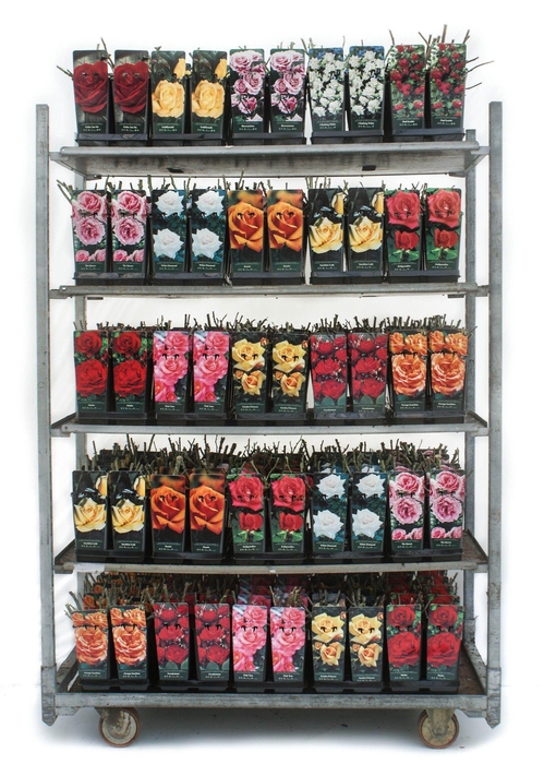 <h4>Basic Roses 2L</h4>