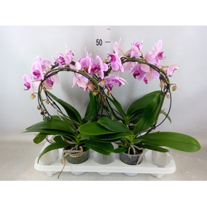 Phalaenopsis  'Reflection'