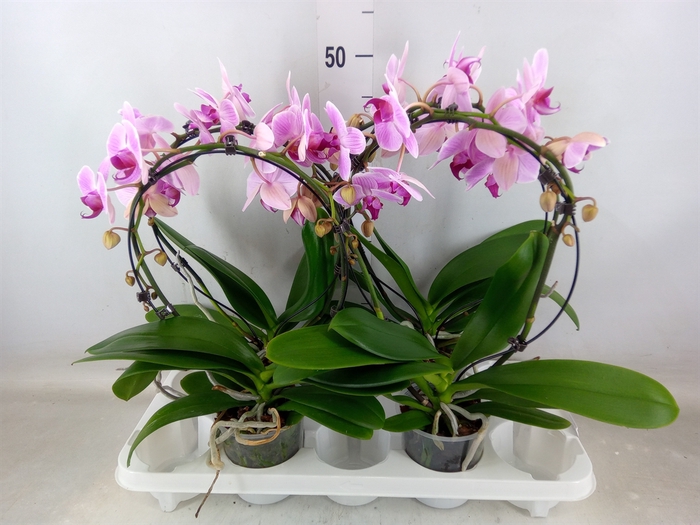 <h4>Phalaenopsis  'Reflection'</h4>