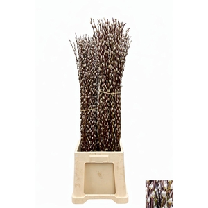 SALIX WILGENKATJES 120CM