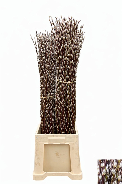 <h4>SALIX WILGENKATJES</h4>