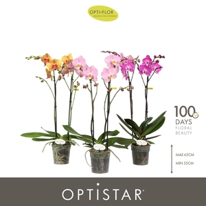 Optistar Mix 2 spike 60 cm