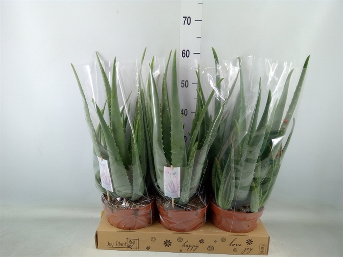 <h4>Aloe vera</h4>