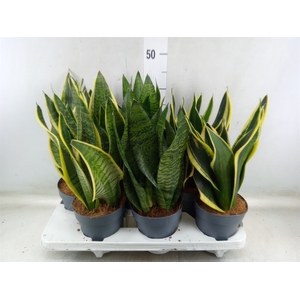 Sansevieria trifa.   ...