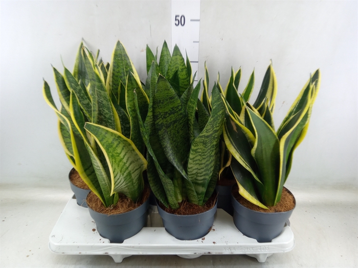 <h4>Sansevieria trifa.   ...</h4>