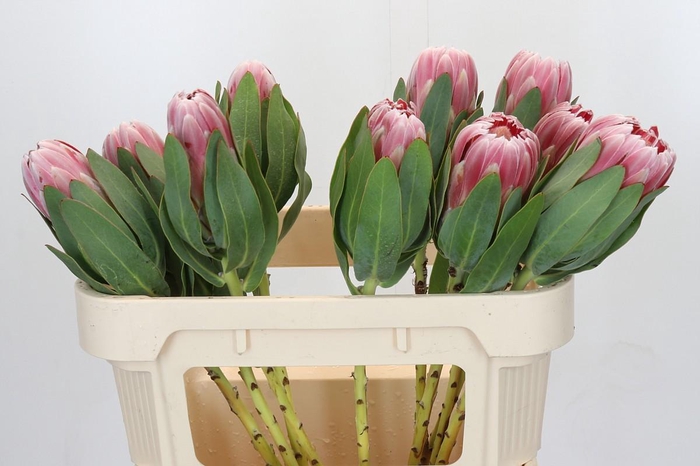 <h4>Protea Carnival</h4>