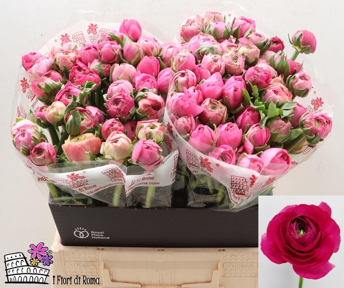 <h4>RAN EL DARK PINK</h4>