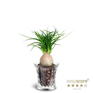 BEAUCARNEA RECURVATAP7 CRYSTAL