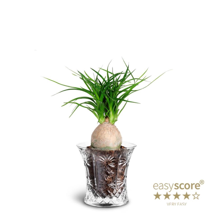 <h4>BEAUCARNEA RECURVATAP7 CRYSTAL</h4>