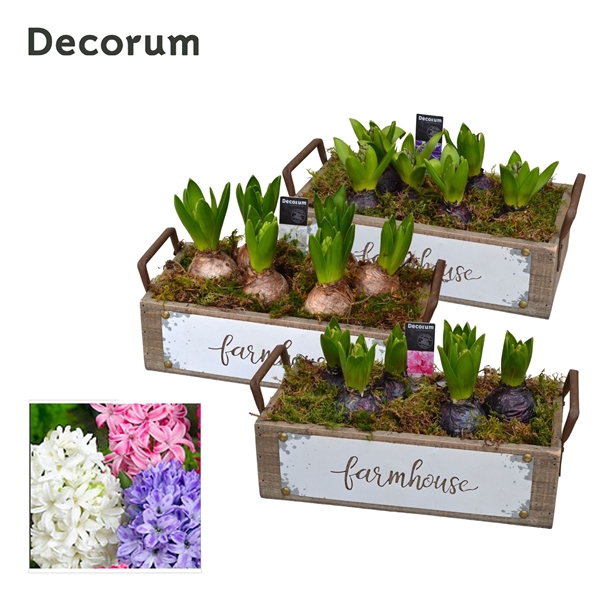 <h4>Arrangementen Hyacinthus 6%</h4>