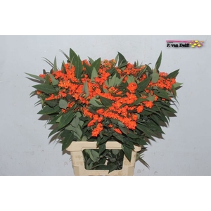 EUPH F T QUEEN ORANG