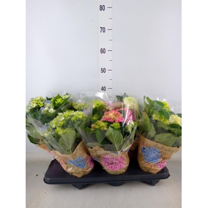 Hydrangea mac.   ...mix