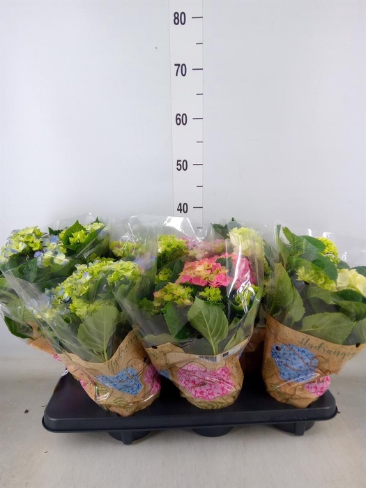 <h4>Hydrangea mac.   ...mix</h4>