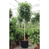 Ficus Australis