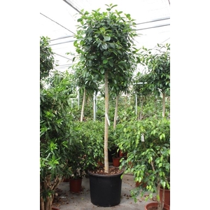 Ficus Australis