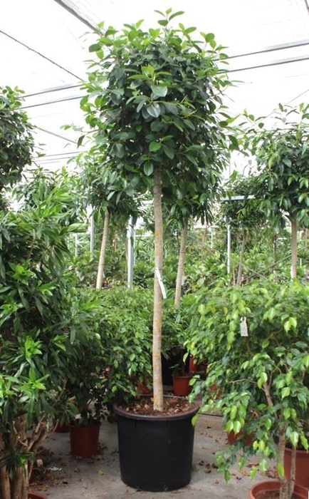 <h4>Ficus Australis</h4>
