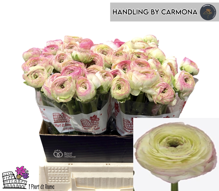 <h4>RAN SU FELICIDADE</h4>