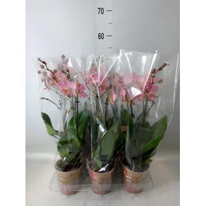 Phalaenopsis multi. 'Ant Treviso'