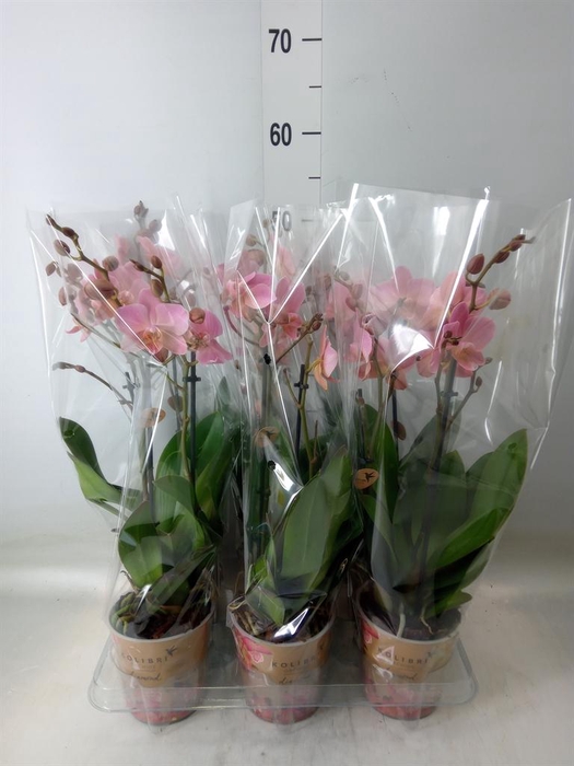 <h4>Phalaenopsis multi. 'Ant Treviso'</h4>